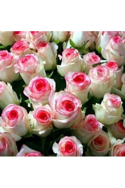 Троянда Дольче Віта у зрізці для букетів